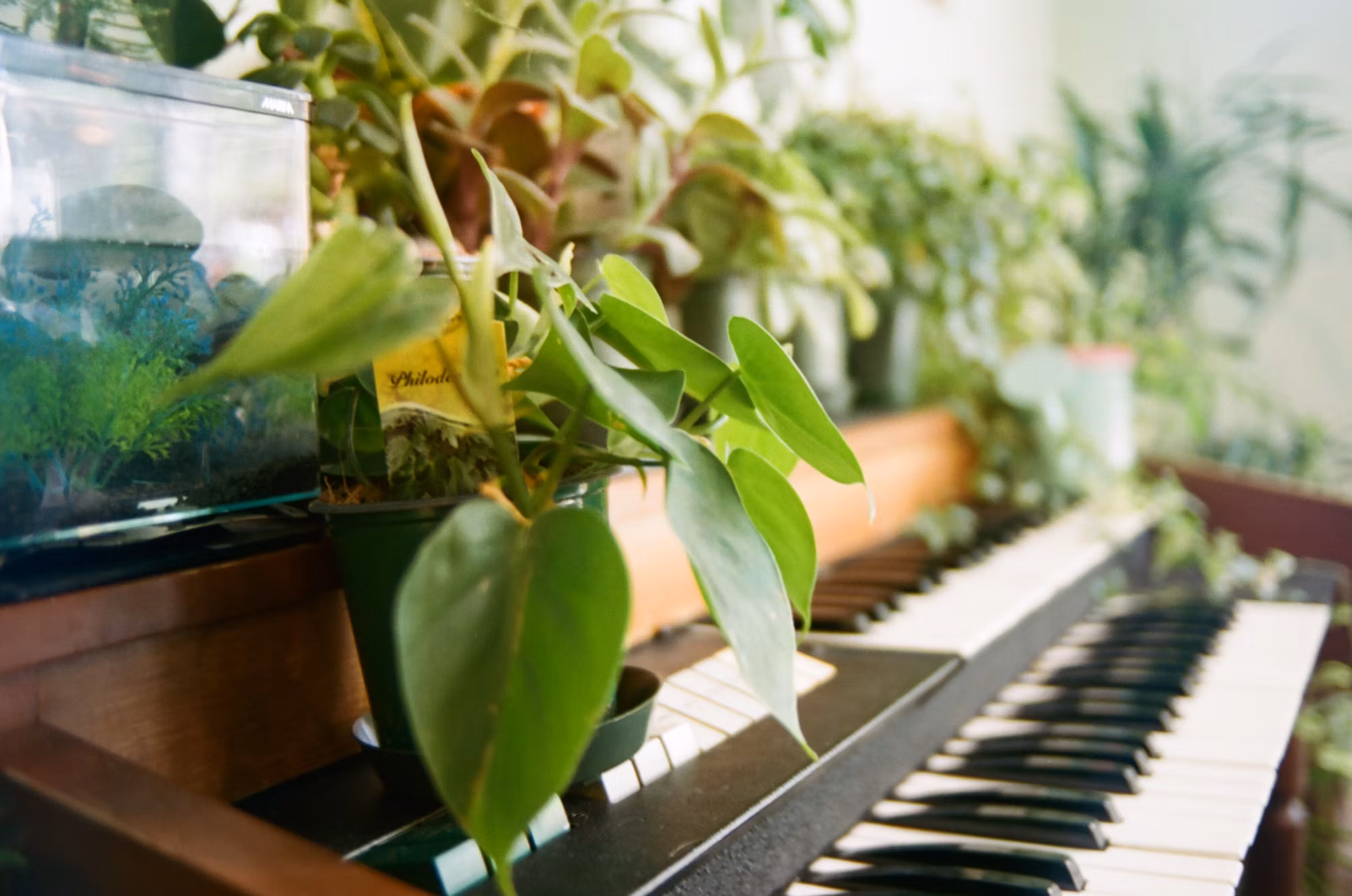 The Art of Piano: A Journey Through Sound and Emotion